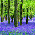 Blue Flower in Forest Wallpaper