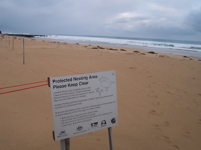 [Hooded+Plover+Protected+Area.jpg]