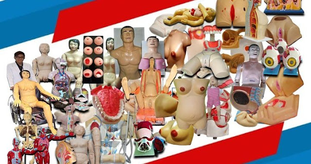 Jual Produk Belajar Anatomi Tubuh Manusia Termurah  - Produksi Manekin Anatomi Tubuh Manusia 