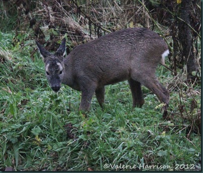 roe-deer-5