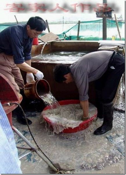 pearl_harvesting6