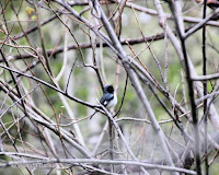 Black-throated Blue Warbler, male – Fountain Head, PEI – June 10, 2016 – Wanda Bailey