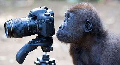 Monyet Ini Kehilangan Hak Cipta Atas Foto-fotonya