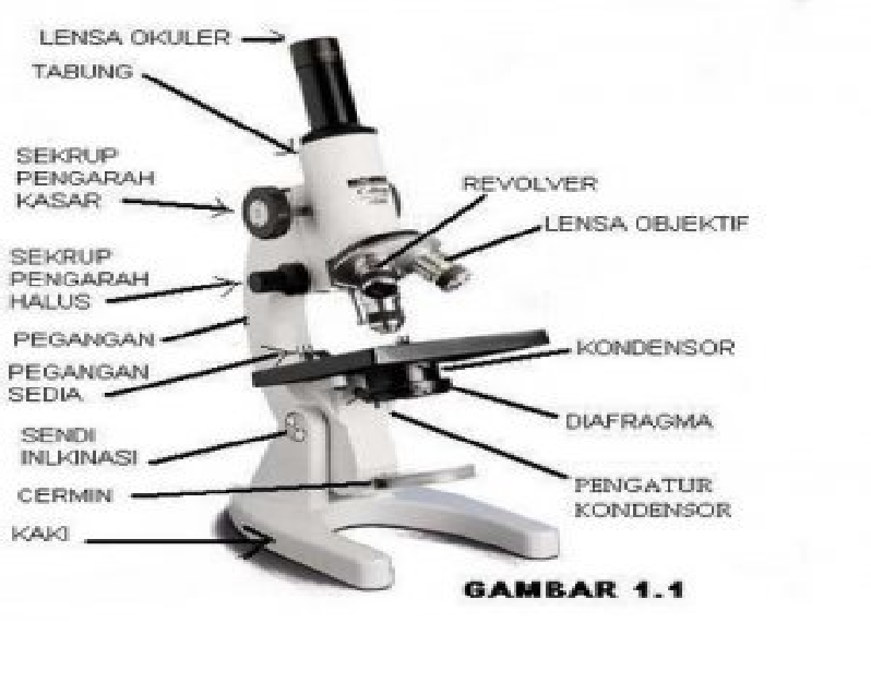 Bagian Bagian Mikroskop  Fungsinya  Coretan Iseng 