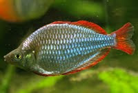 Freshwater Aquarium Melanotaenia Praecox Neon Rainbowfish