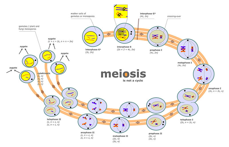 meiosis and mitosis. meiosis vs mitosis. of meiosis