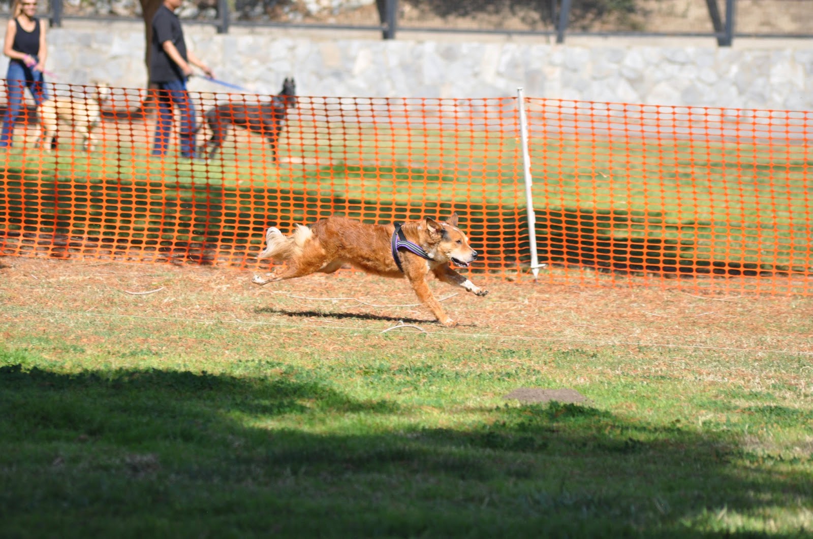 The Dog Geek: Lure Coursing!