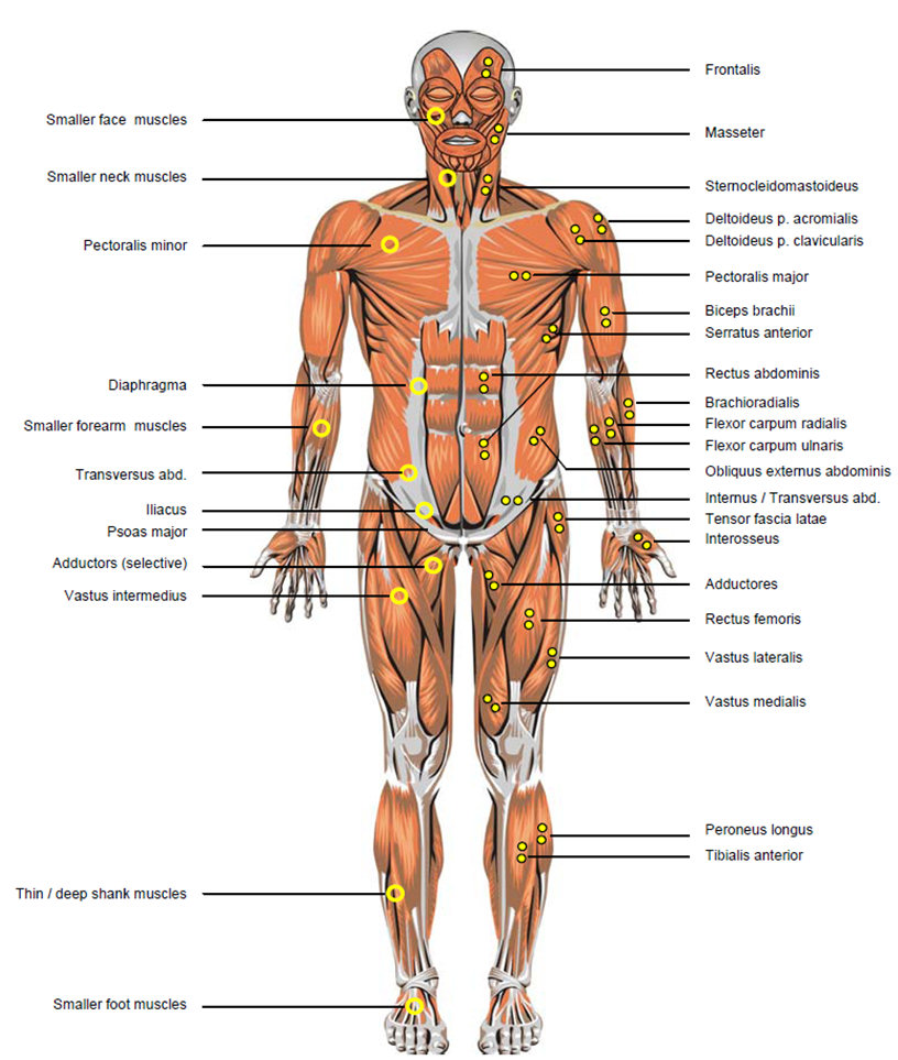 Cardio Trek - Toronto Personal Trainer: Anatomical Terms ...