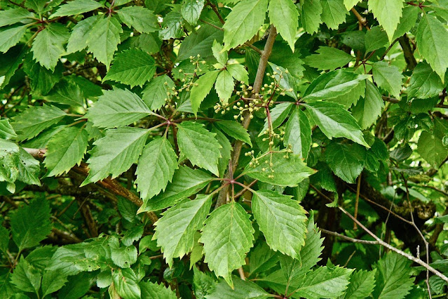 Девичий виноград прикреплённый / Девичий виноград садовый (Parthenocissus inserta)