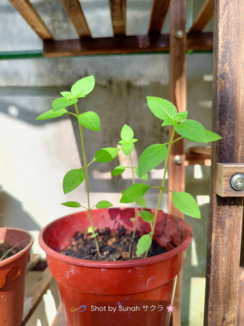 Pokok Halau Nyamuk Yang Sesuai Ditanam di Rumah