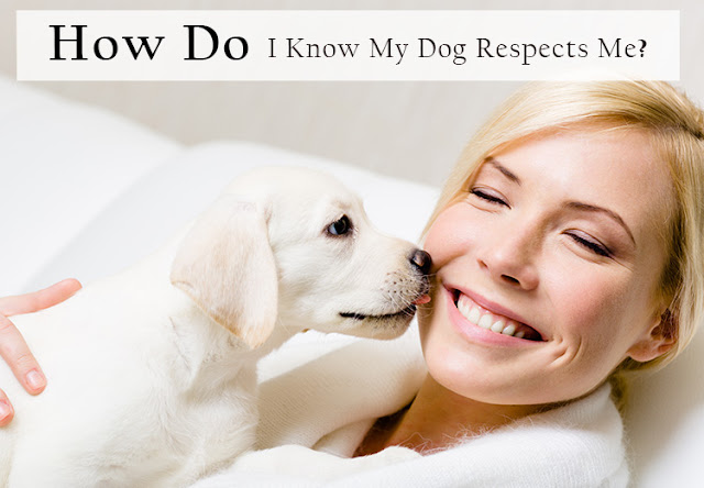 https://www.petcaresupplies.com/dog-supplies-1.aspx?utm_source=extblog&utm_medium=seo&utm_campaign=How-Do-I-Know-If-My-Dog-Respects-Me