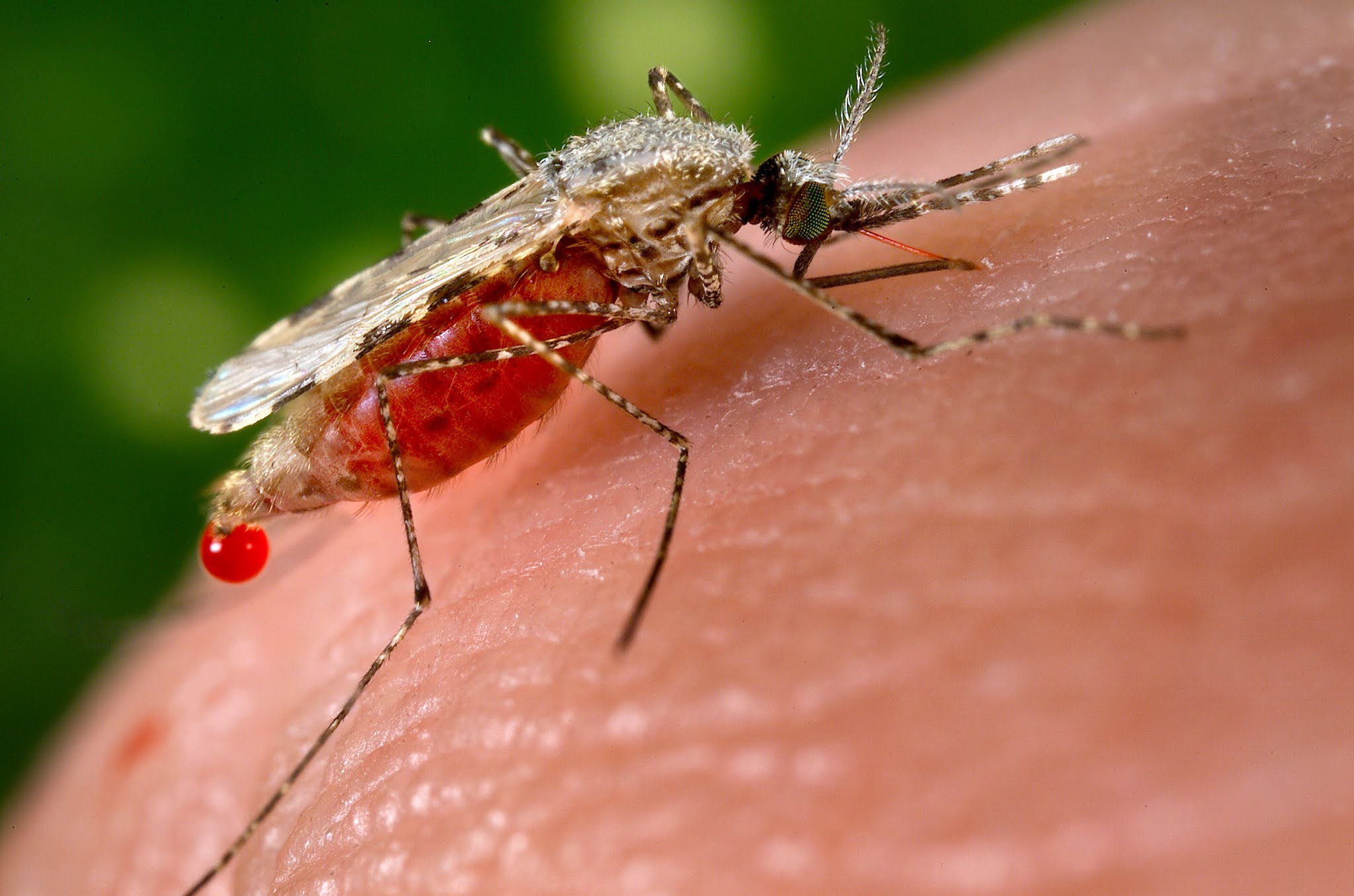 malaria prevention