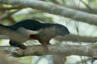 Prevost's Squirrel (Callosciurus prevostii)