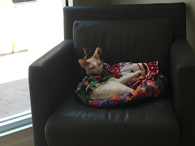 Coco the Couture Cat and Brighton, Cornish Rex cats, curled up in a chair