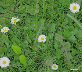 lawn daisy, Bellis perennis