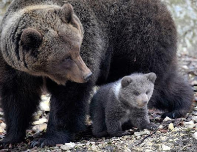 switzerland baby bear