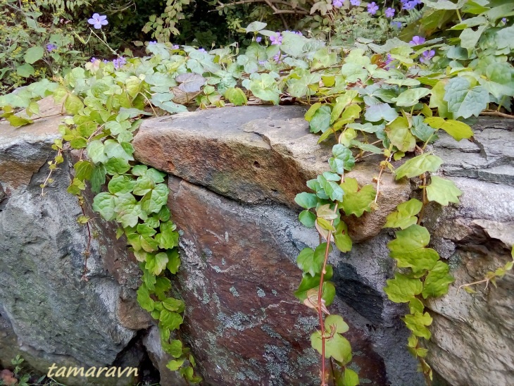 Девичий виноград триострённый (Parthenocissus tricuspidata)