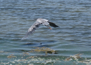 Great blue heron in flight over San Francisco Bay, Sunnyvale, California