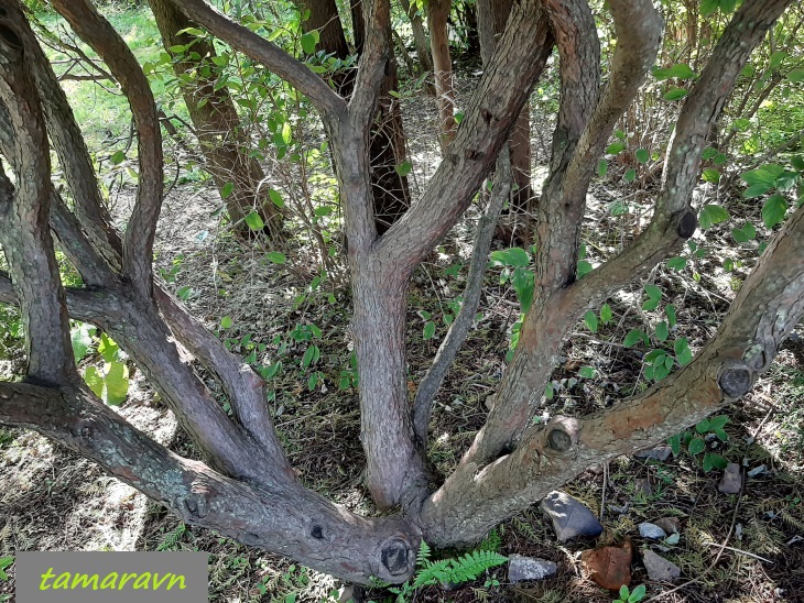 Тис остроконечный (Taxus cuspidata)