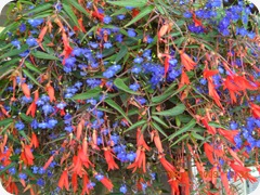 DSCN7798
