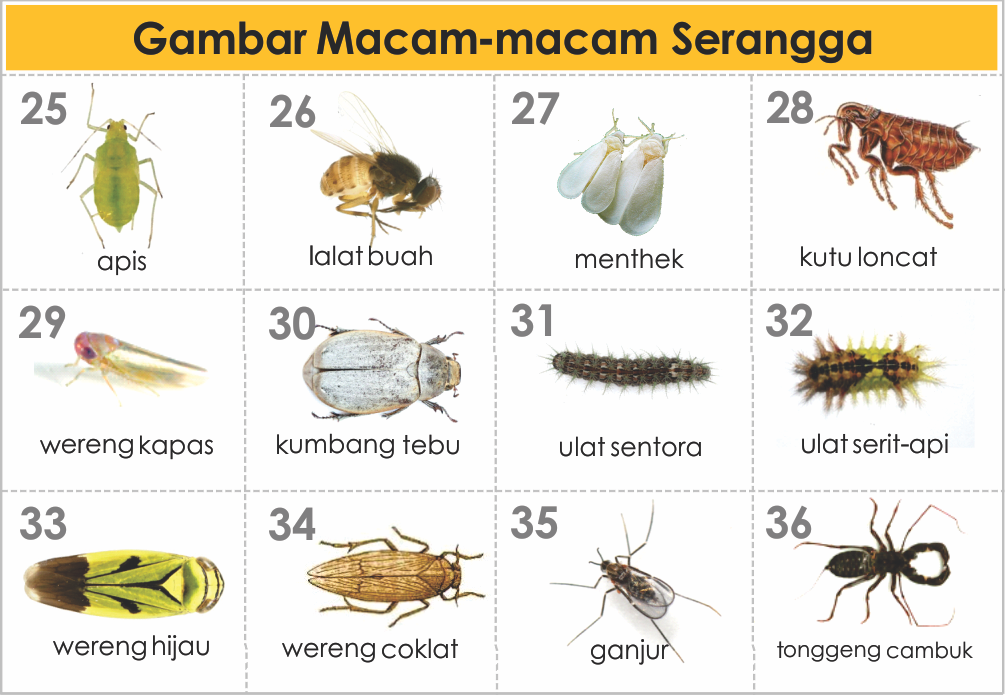 Gambar Contoh Hewan Karnivora Herbivora Omnivora 