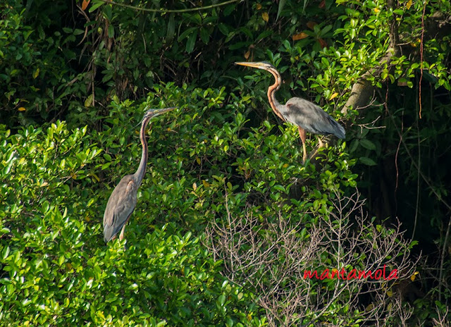 Purple Heron (Ardea purpurea)