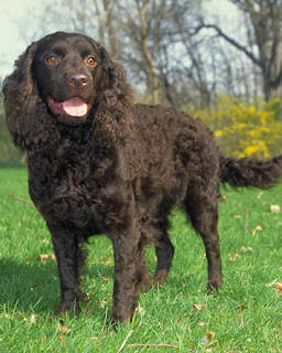 American Water Spaniel Pictures (1)
