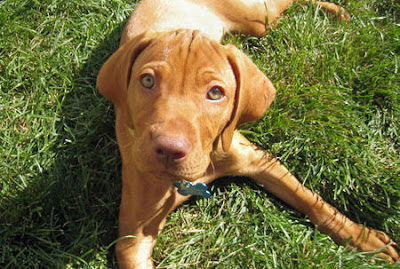 Vizsla Puppies Pictures