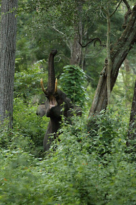 black-elephant-roaming-in-the-jungle