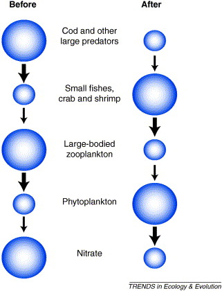 desert food chain diagram. hairstyles desert animals food chain, desert food chain web. food chain