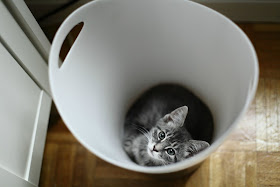 Funny cat pictures part 14, cat in trash bin