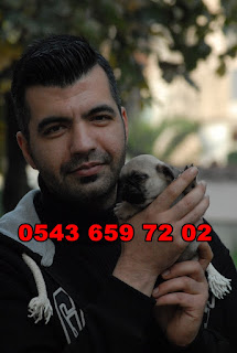 satılık pug yavruları izmir, izmir satılık pug yavruları, satılık pug yavrusu izmir, satılık pug mops yavruları izmir, izmir de satılık pug yavruları, pug yavrusu satilik, satilik pug yavrulari izmir