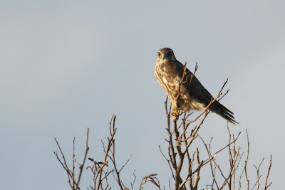 Smelleken - Stienfalk - Falco columbarius