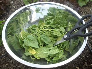 harvesting bolting spinach