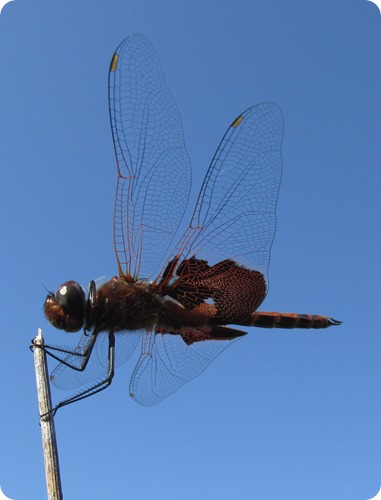 5 Red saddlebags (Tramea onusta) Dragonfly