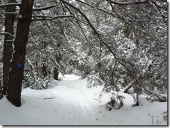 The 2nd set of trails I was on looked different - bigger trees and more rhodendron