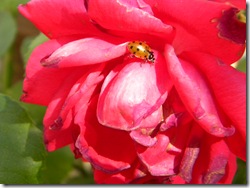 Ladybug on a pink rose
