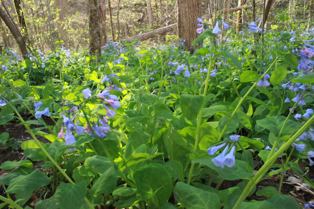 swaths of bluebells in bloom