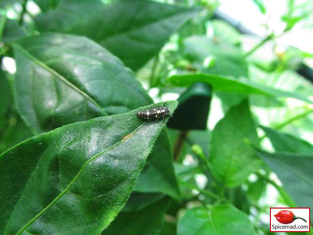 Lady Bird Larvae on Aji Rainforest Leaf - 13th July 2013