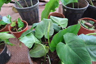 Cuttings of philodendron in soil.