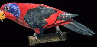 Nuri Black Wings is the scientific name Eos cyanogenia