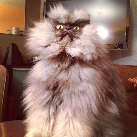 Colonel Meow dikabarkan mengalami sakit parah