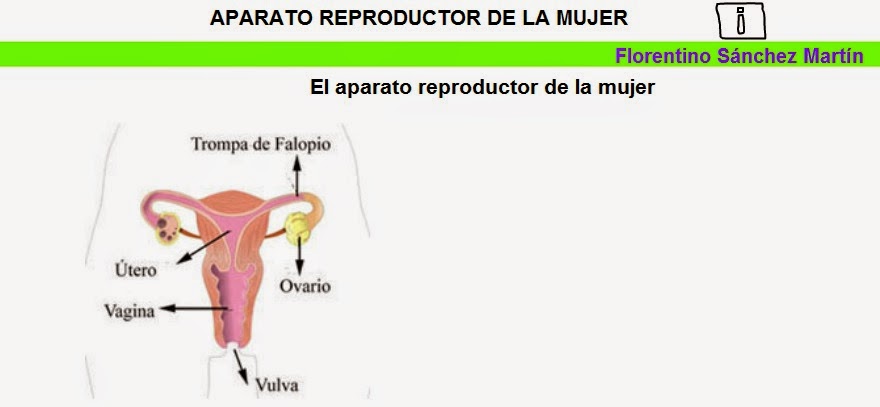 http://cplosangeles.juntaextremadura.net/web/edilim/tercer_ciclo/cmedio/las_funciones_vitales/la_funcion_de_reproduccion/el_aparato_reproductor_de_la_mujer/el_aparato_reproductor_de_la_mujer.html