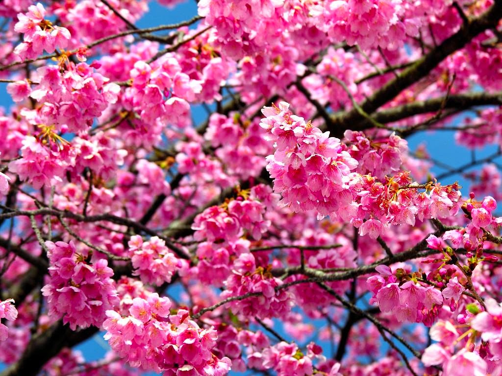 Hewan lucu 2016: animasi bergerak bunga sakura berguguran 