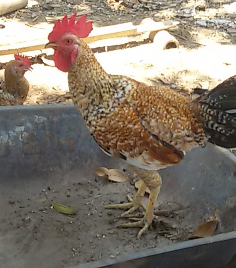 Ayam Buik Pasti Menang Menurut lontar Pengayaman Ayam