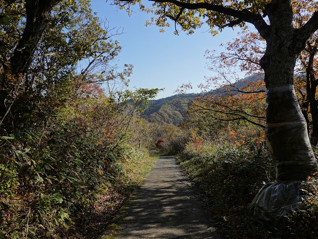 鳥取県東伯郡琴浦町の千丈滝展望駐車場から遊歩道を降ります