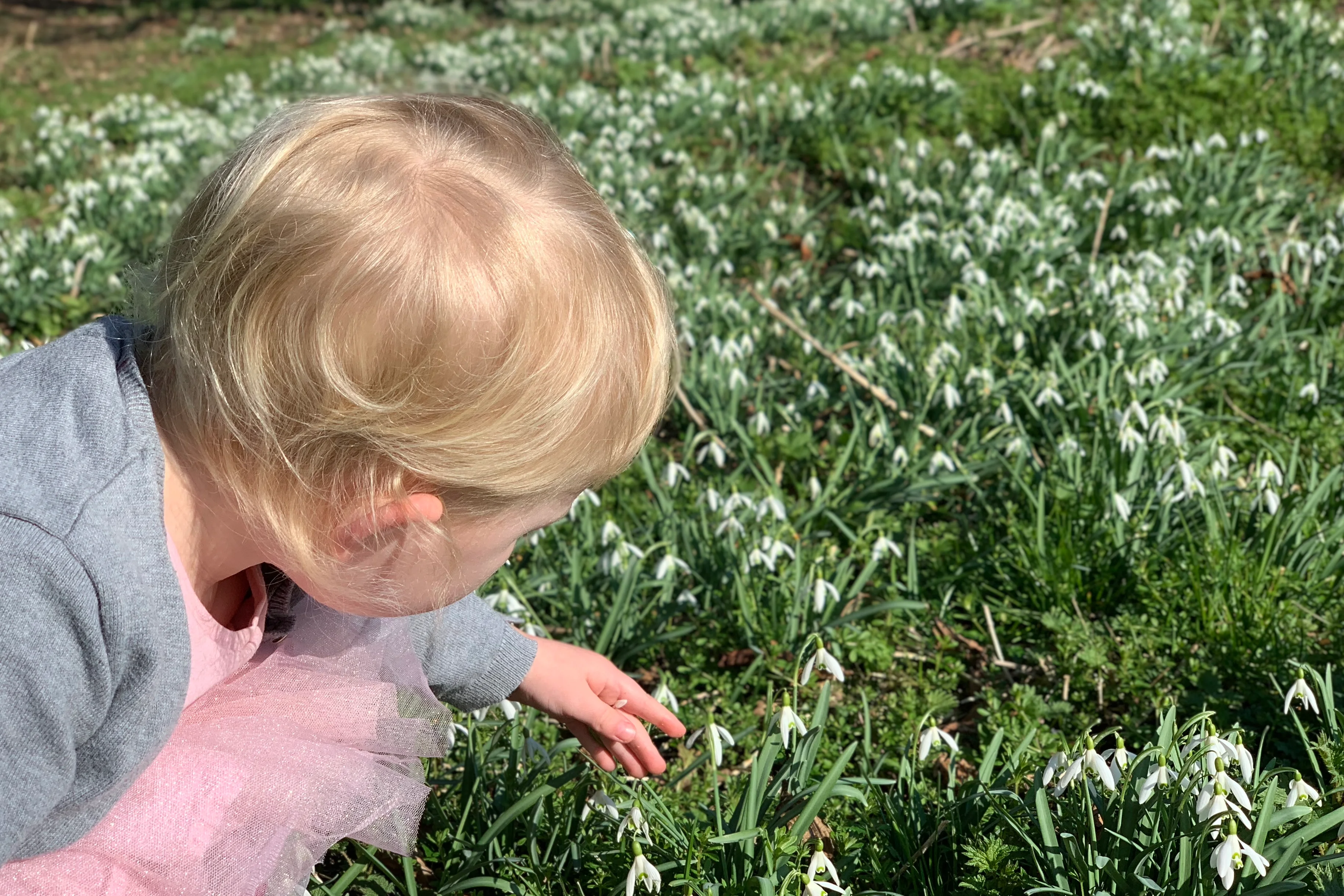 A child looking at snowdrops on post of February half term activities in Essex