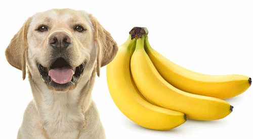 Can Dogs Eat Bananas? Are Bananas Safe For Dogs?