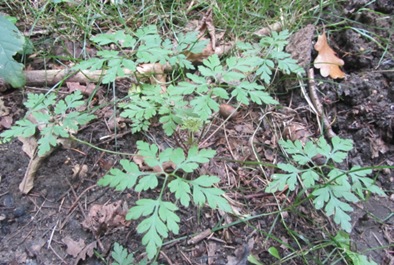 Unbekanntes Waldkraut