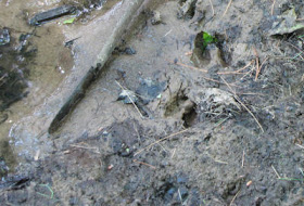 deer tracks in mud